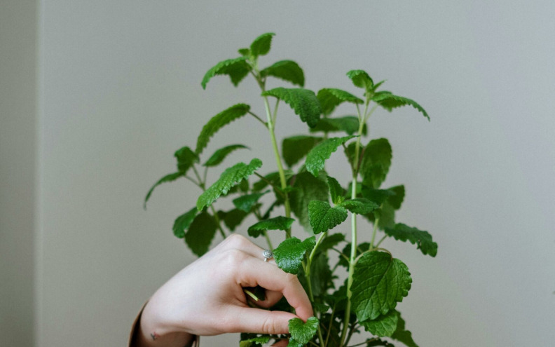 Ove biljke će vaše dom ispuniti predivnim mirisom