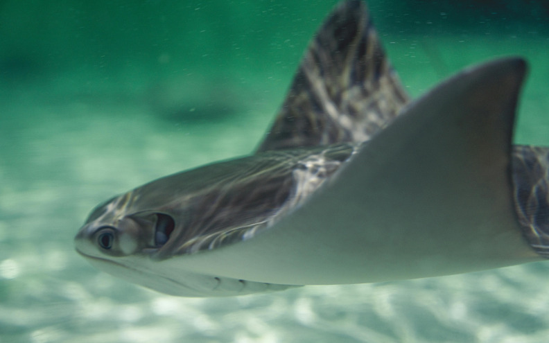 Znate li koliko je opasan ubod goluba ili raže?