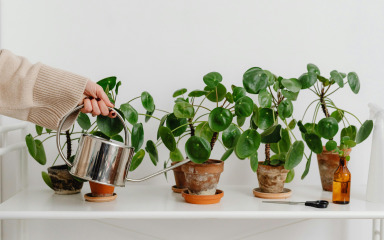 Ovih 6 trikova za zalijevanje će spasiti vaše biljke od ljetne žeđi