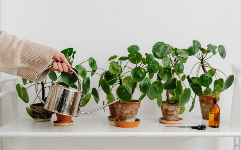 Ovih 6 trikova za zalijevanje će spasiti vaše biljke od ljetne žeđi