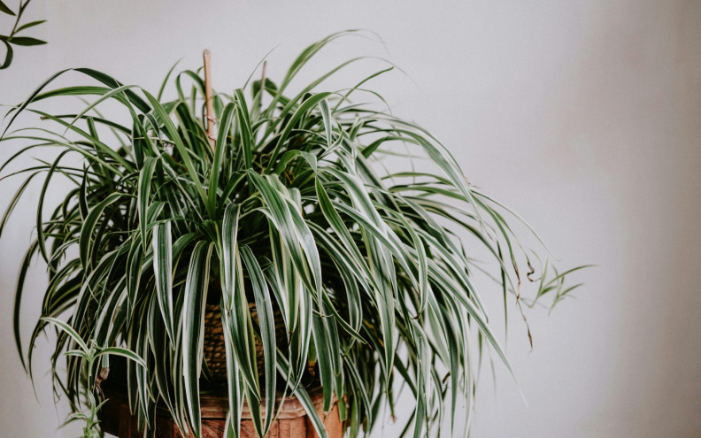 Biljka koja osvaja izgledom, a održavanje je lagano