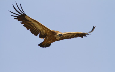U Hrvatskoj od ptica strvinara preostao jedino bjeloglavi sup