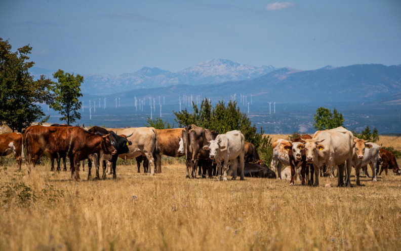 Kukuruz je loš i pun aflatoksina pa mljekari hrane krave šećerom