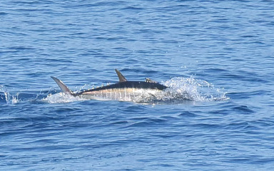Radije nas pitajte da vam budemo jamci za kredit, nego gdje smo ulovili ribu