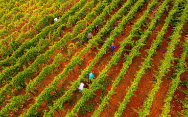 Nepravda prema pošipu – neshvaćenom dragulju Mediterana