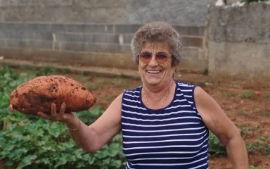 U Privlaci, u vrtu Marice Zorić, niklo je pravo čudo prirode! Nisu ni znali što je batat, a sad…