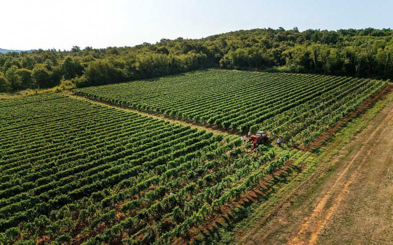 Borgonja - sorta s mnogo imena, ali s velikim potencijalom