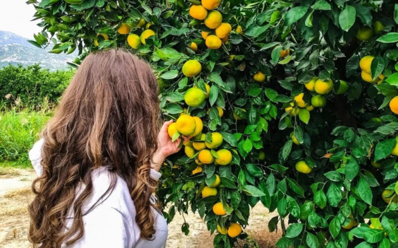 NEVJEROJATNO Pogledajte smiješnu cifru koju trgovci nude proizvođačima mandarina