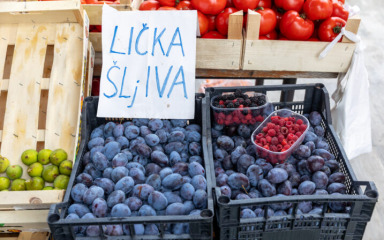 Ličke šljive preplavile voćnjake, a berači iz Dalmacije našli povoljan “modus operandi”