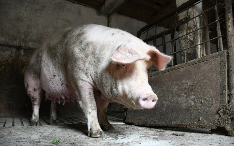 Svinjogojci se susreli s ministrom Vlajčićem