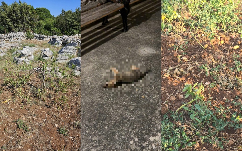 Divlje životinje poharale otoke Sestrunj i Rivanj! Otočani pokrenuli peticiju