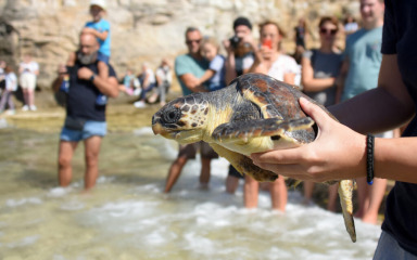 Na plaži na Verudeli u more vraćeno osam oporavljenih glavatih želvi