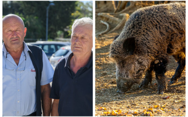Vepar od sto kila iz Ceranja završio na Vrhovnom sudu! ‘Zar nije lopovluk da benkovačka udruga nema…’