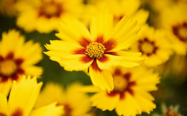 Svoj jesenski vrt obojite ovim jednogodišnjim cvijećem