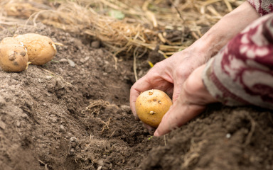 Metoda sadnje krumpira koja u rujnu garantira solidnu berbu