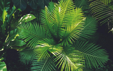 Evo kako osigurati bujniji rast paprati na proljeće
