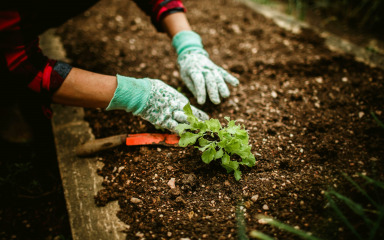 Savjeti za vrtlarenje s planom