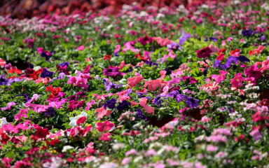 Kreativni trikovi za odabir boje cvijeća za vrt iz snova