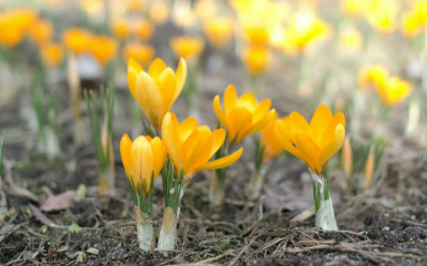 Prilikom jesenske sadnje lukovica posebno pripazite na jednu stvar