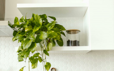 Biljke koje biste trebali imati u kuhinji