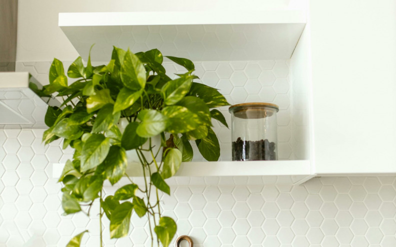 Biljke koje biste trebali imati u kuhinji