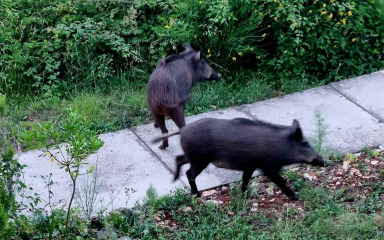 Sestrunjci sami krenuli u borbu protiv divljih svinja!