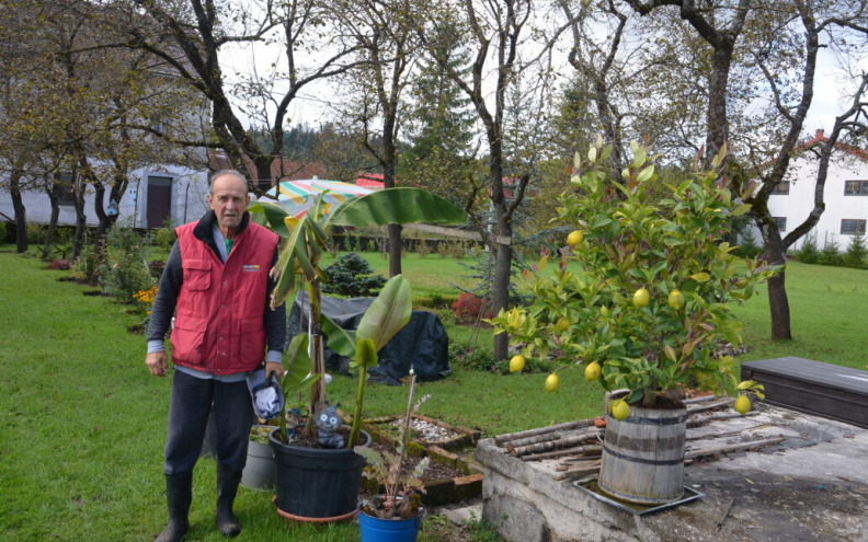 VJEROVALI ILI NE U Gorskom kotaru procvale banane! 'Rekli su nam tada da je potrebno...'