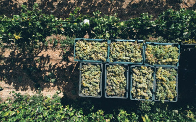 Hrvati trebaju svoj izraz za – »sur lie«