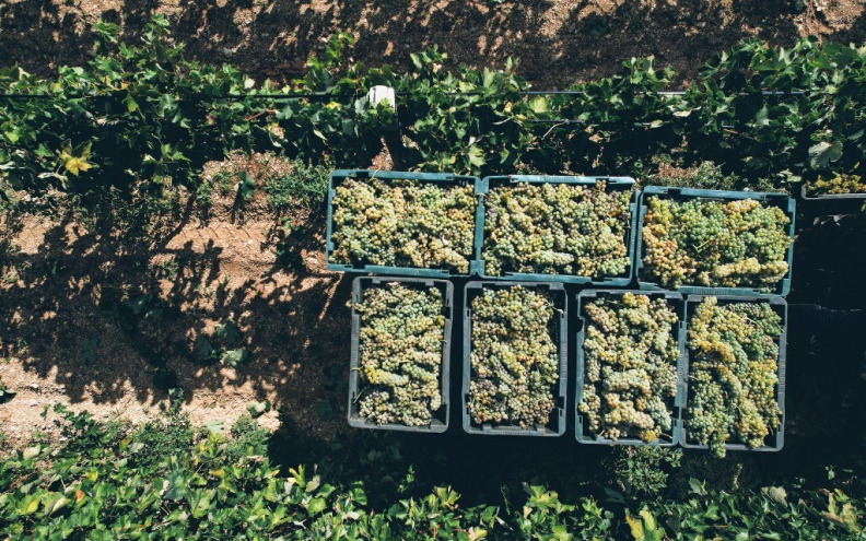 Hrvati trebaju svoj izraz za - »sur lie«