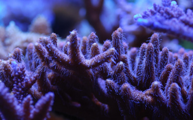 Veliki koraljni greben na granici između života i nestanka