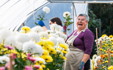 OPG ŠIMURINA Dok uvoz cvijeća raste, u Posedarju još mirišu domaće krizanteme