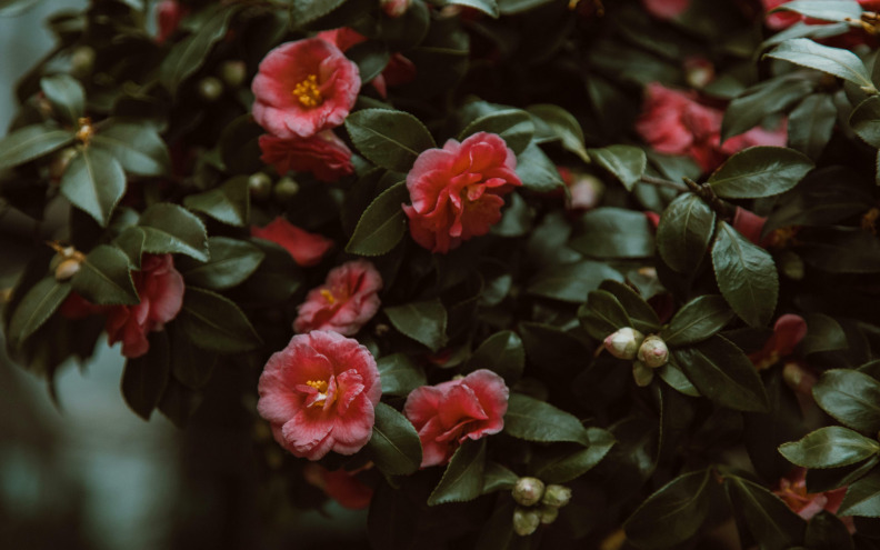 Grmovi koji cvatu do prvih mrazeva