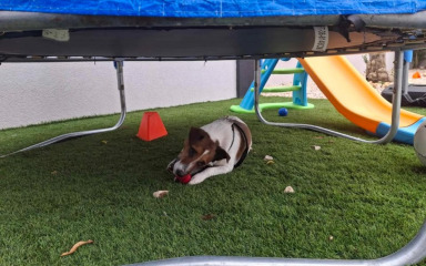 Filmska priča! Pas iz Vrsi nestao prije šest mjeseci, a pronađen u – Slavoniji