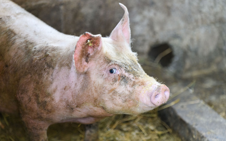 Za biosigurnosne mjere uzgajačima svinja tri milijuna eura