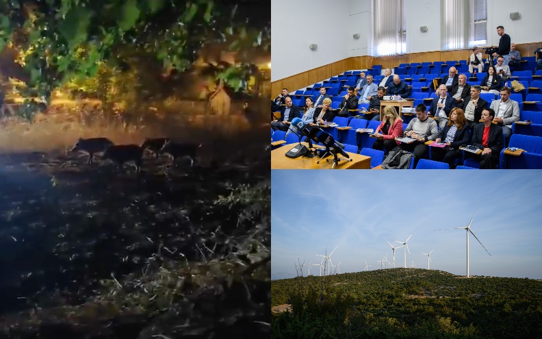 Pet vijesti dana: Maratonska sjednica Gradskog vijeća, veprovi na Molatu