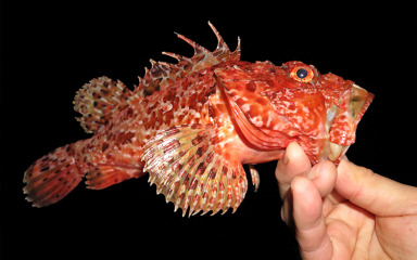 Evo što trebate napraviti ako vas ubode otrovna riba