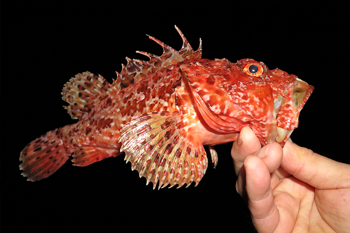 Evo što trebate napraviti ako vas ubode otrovna riba