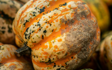 Produžite život bundevi i spriječite njeno prerano truljenje