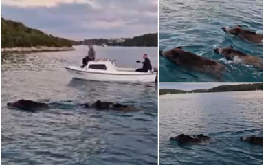 NEPOZVANI GOSTI! Pogledajte video velikog krda divljih svinja u moru: ‘Bože moj, pogledaj ti…’