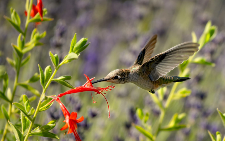 Unesite šarenilo u svoj vrt s ovim biljkama