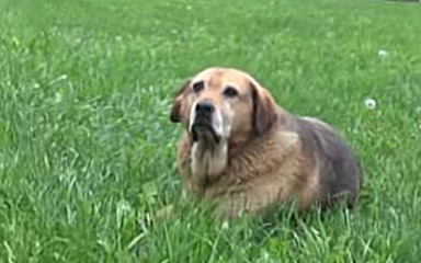 Halidov pas poslije smrti slavnog pjevača odbija jesti i piti vodu