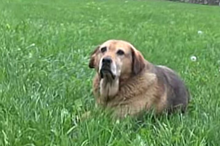 Halidov pas poslije smrti slavnog pjevača odbija jesti i piti vodu