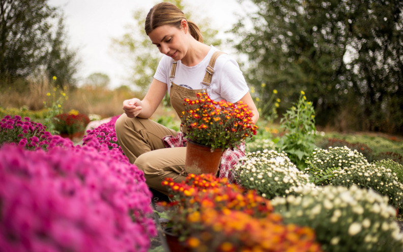 Jesu li krizanteme u teglama otporne na zimu? Evo što trebate znati