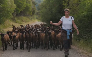 PASTIRICA KATICA S DUGOG OTOKA: ‘To je težak i složen posao. A najvažnije – moraš to voljeti’
