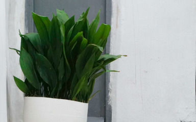 Biljka koja uspijeva u tami, a gotovo ju je nemoguće uništiti