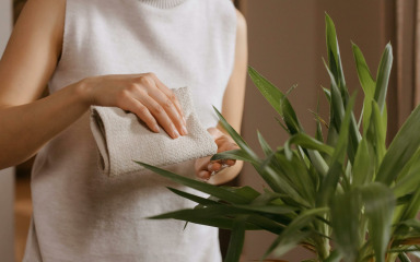 Savjeti za čišćenje listova sobnih biljaka