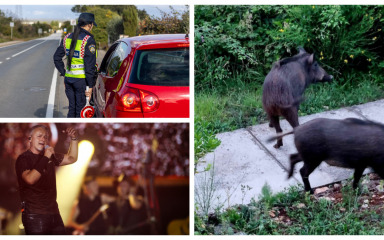 PET VIJESTI DANA Thompson najavio novi koncert, Sestrunjci sami krenuli u borbu protiv divljih svinja