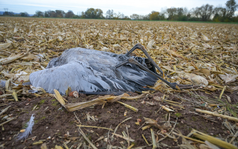 Gripa ubila tisuće ptica, a Hrvatsku brine i salmonela