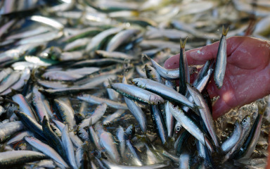 Zabrinjavajući signali iz Jadrana: mala plava riba postala veliki problem hrvatskog ribarstva