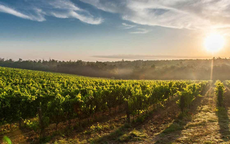 Fruška gora piše novo poglavlje vinske povijesti